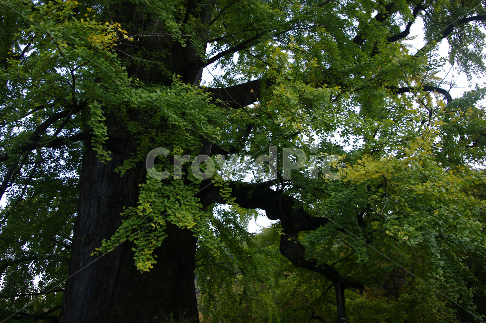 은행나무,잎,식물,plant,은행잎,식물,자연,plants,nature,나무,trees,wood