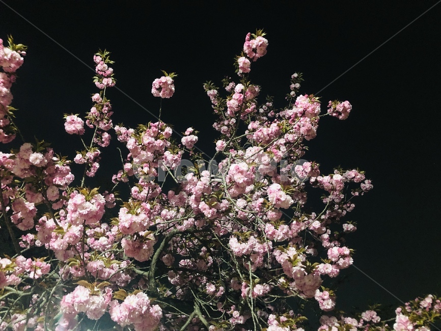 plant,flower,blossom,꽃,밤,야경,분홍색,이쁜꽃,식물,만발,개화,만개,식물,자연,plants,nature,꽃,flower