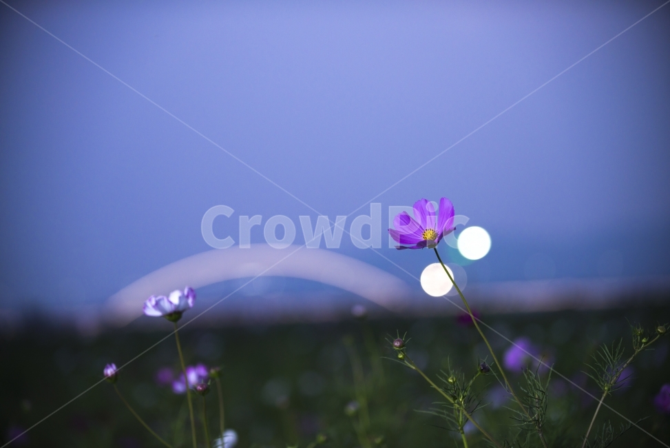 야경,코스모스,야경사진,가을,가을코스모스,가을,계절,fall,autumn,season,식물,자연,plants,nature,꽃,flower,감성,sensible,feeling,blossom,geranium,제라늄,plant