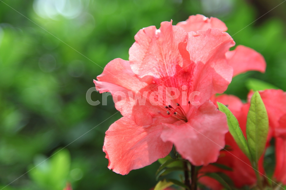 꽃,봄꽃,진달래,식물,한국식물,자연,봄,계절,spring,season,식물,자연,plants,nature,꽃,flower,geranium,제라늄,plant,blossom