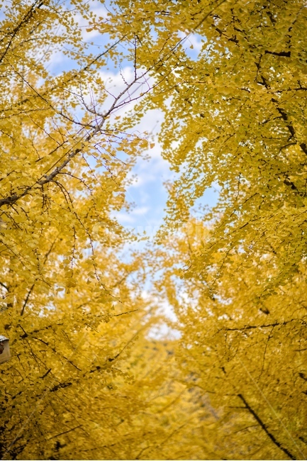 은행나무,구름,가을,하늘,노랑,은행잎,가을,계절,fall,autumn,season,tree,나무,plant,식물,tree trunk,나무 줄기,maple,단풍