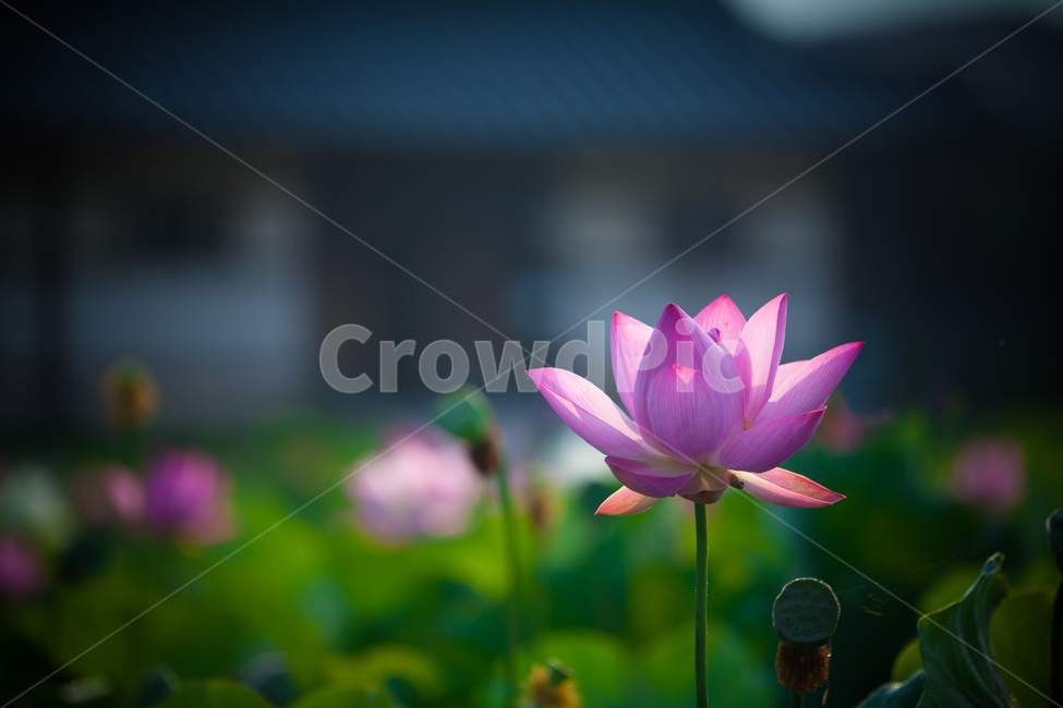 연꽃,연,수련,식물,꽃,식물,자연,plants,nature,꽃,flower