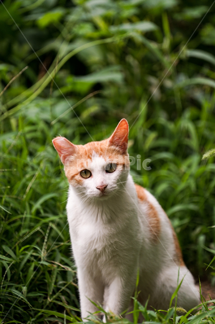 고양이,동물,포유류,길냥이,cat,animal,pet,동물,animal,포유류,mammal,고양이,cat,kitten,kitty