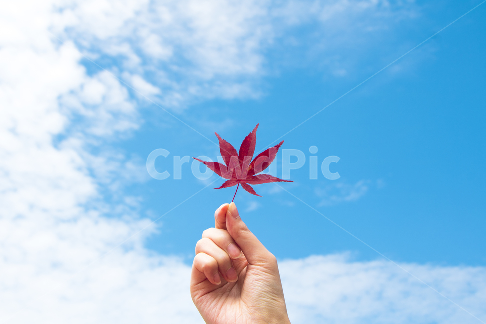 핸드모션,하늘,가을,나들이,단풍,계절,배경,백그라운드,다울,나뭇잎,잎,빨간색,풍경,가을,계절,fall,autumn,season,식물,자연,plants,nature,사람,인물,인간,human,person,신체일부,몸,body,leaf,plant,tree,나무