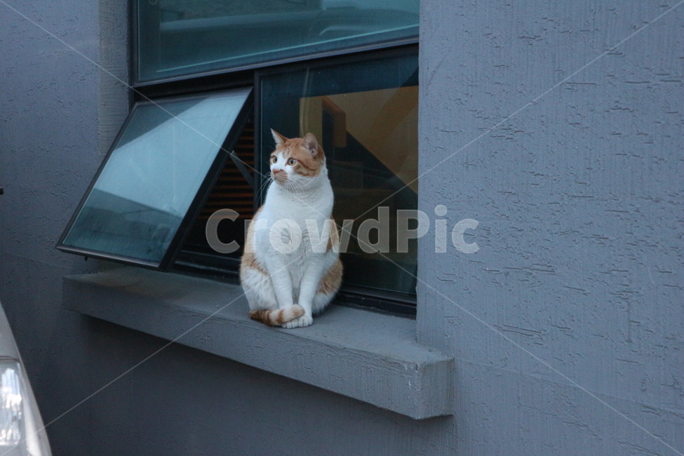 고양이,cat,앉아있는고양이,동물,길고양이,창틀