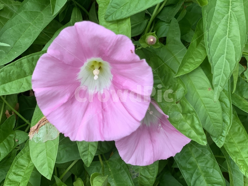 나팔꽃,꽃,분홍,식물,flower,plant,blossom