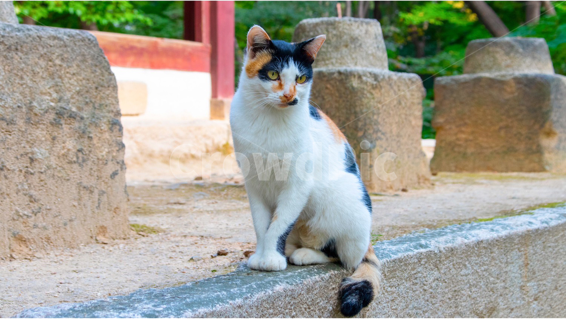 동물,고양이,pet,cat,길고양이,포유류,길냥이,애완동물,자연,생명,야생,야생동물