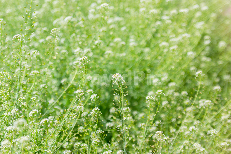 꽃,flower,flowers,초록색,하얀꽃,하얀색,white,green,자연,nature,봄,spring,야외,outdoor,나들이,picnic,공원,park,식물,자연,plants,nature