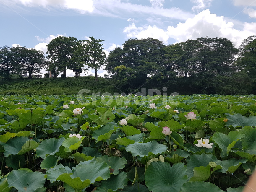 식물,plant,flower,꽃,연꽃,식물,자연,plants,nature,꽃,flower