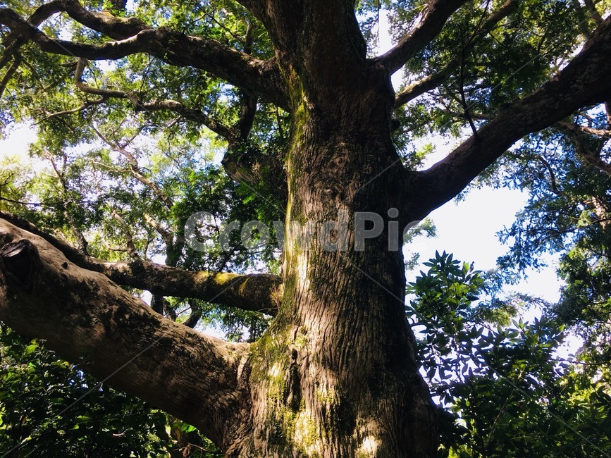 비자림,제주도,나무,숲,가지,초록,그린,식물,자연,plants,nature,나무,trees,wood