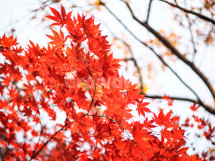 단풍,단풍나무,빨간단풍,단풍잎,maple,가을,계절,fall,autumn,season,식물,자연,plants,nature,leaf,잎,plant,tree,나무