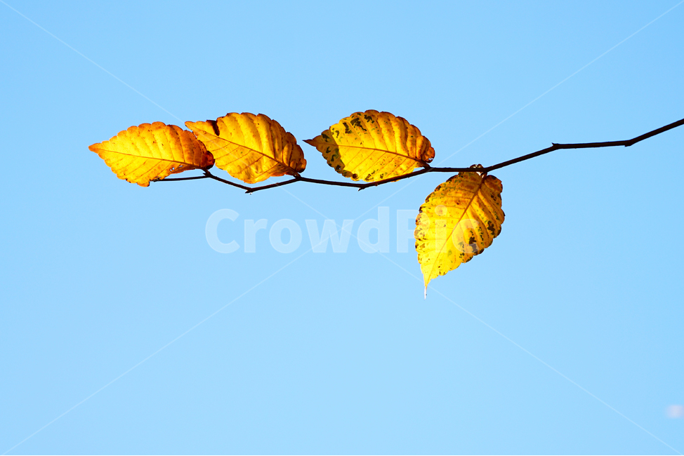 나뭇가지,낙엽,잎,식물,햇살,해질무렵,plant,leaf,가을,계절,fall,autumn,season,식물,자연,plants,nature