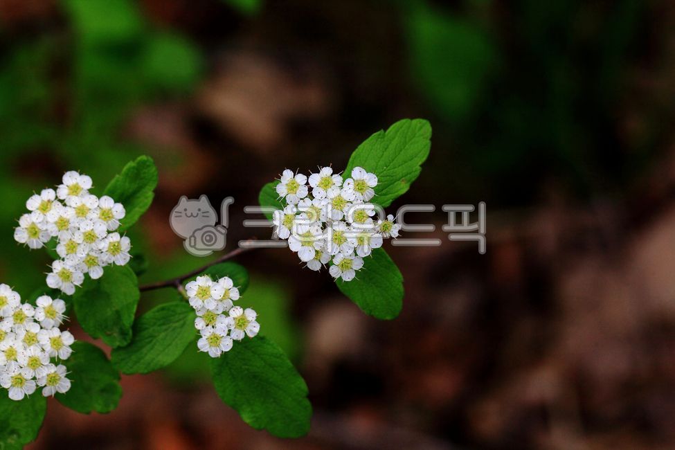blossom,green,nature,Tangjo pop tree flower,flowering,flower,ecology,petal,White,white,spirea tree,plant