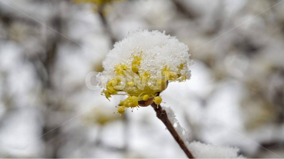 꽃,눈,봄,산수유,식물,나무,계절,3월,추위,날씨,snow,spring,flower,plant,tree,seoson,weather,cold,흰,white,노란,yellow,봄,계절,spring,season,겨울,winter,식물,자연,plants,nature,꽃,flower,outdoors,옥외,ice,빙,frost,서리