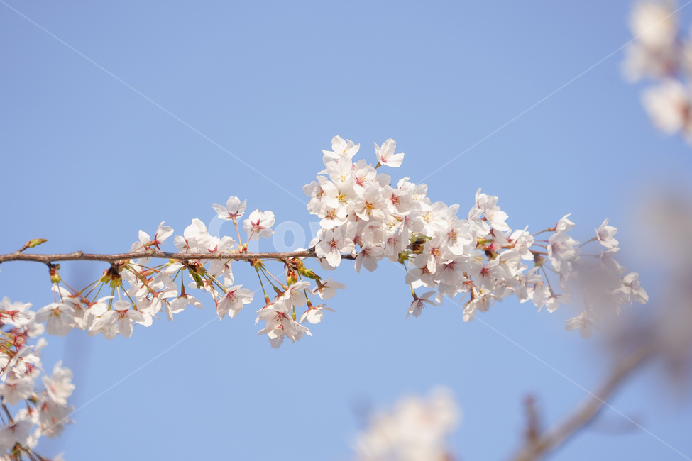 plant,식물,blossom,flower,꽃,벚꽃,벚꽃나무,매화,매화꽃,봄,개화,꽃구경,꽃놀이,벚꽃놀이,플라워,자연,nature
