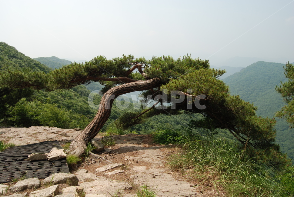 상왕봉,백암산,나무,자연,봄,식물,자연,plants,nature,나무,trees,wood