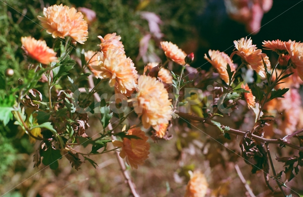 꽃,주홍,필름사진,필름,끓이기,식물,자연,plants,nature,꽃,flower,감성,sensible,feeling
