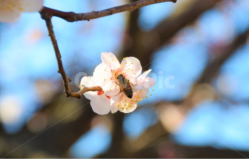 벚꽃,꿀벌,수정,봄,감성,봄,계절,spring,season,식물,자연,plants,nature,꽃,flower,동물,animal,곤충,벌레,insect,bug,invertebrate,무척추 동물,bee,벌,honey bee
