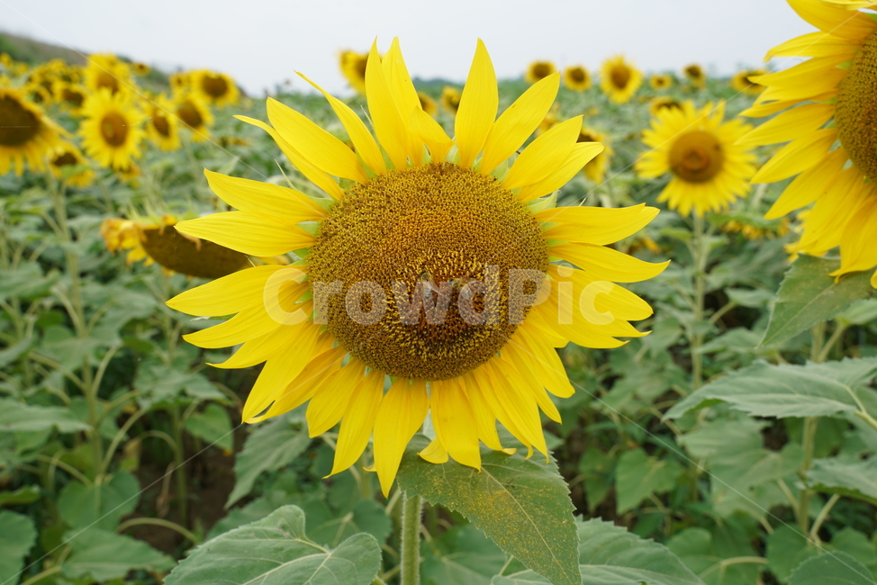 해바라기,국화과,식물,해바라기꽃,두상화,규화,항일화,sunflower,식물,자연,plants,nature,꽃,flower