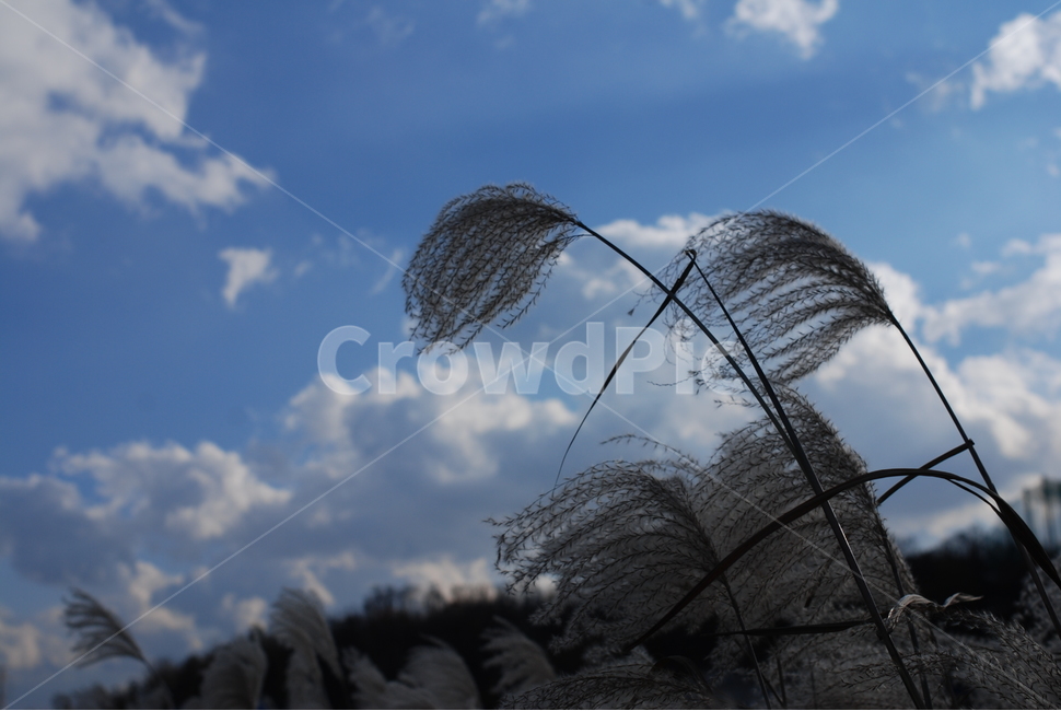 가을,풍경,갈대,억새풀,하늘,구름,나무,가을,계절,fall,autumn,season,자연,풍경,nature,landscape,grass,잔디,plant,식물,lawn