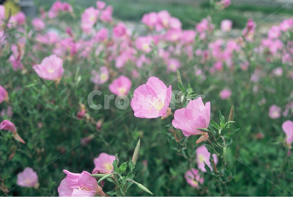 필음사진,필름,필름카메라,감성사진,꽃,자연,풀,식물,자연,plants,nature,꽃,flower