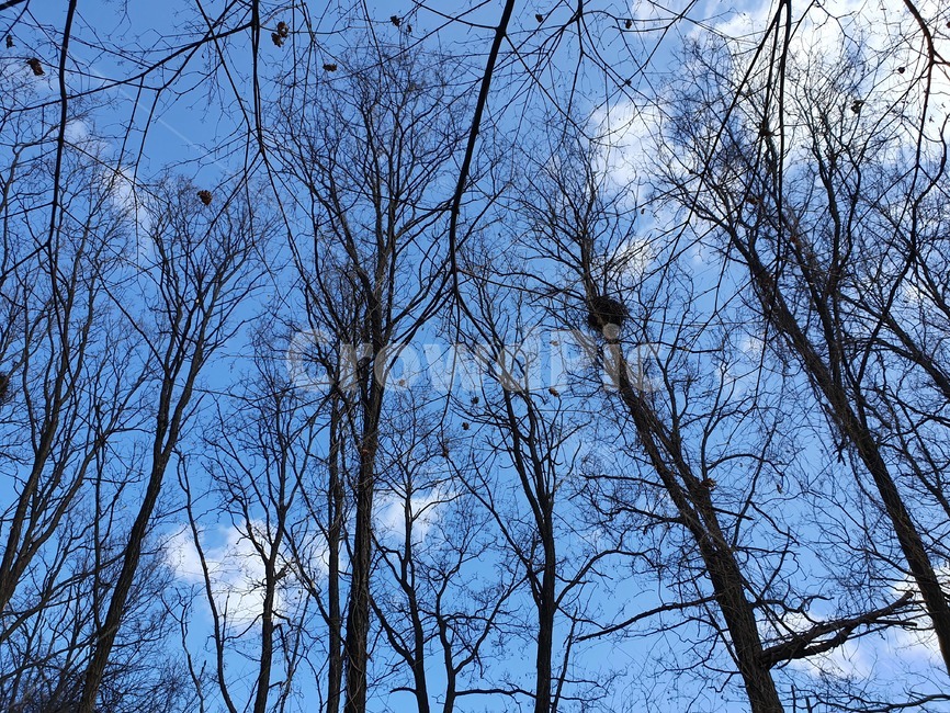 겨울하늘,겨울나무,나무,tree,가지