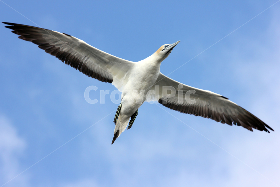 가넷,갈매기,새,garnet,seagull,gull,바다새,하늘,바다,둥지,동물,animal,조류,새,birds