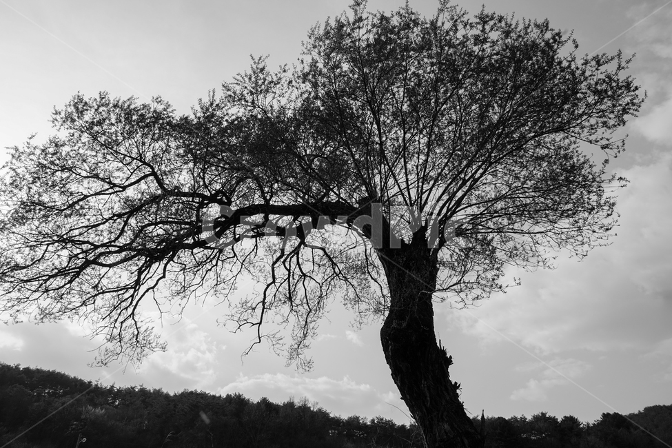 나무,나무나이,노수,멋있는나무,외로움,식물,자연,plants,nature,나무,trees,wood,흑백,모노톤,monochrome,black and white