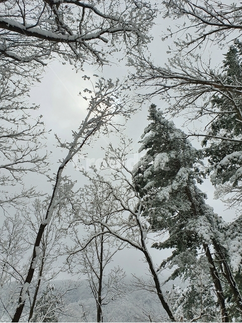 산,눈,나무,숲,겨울