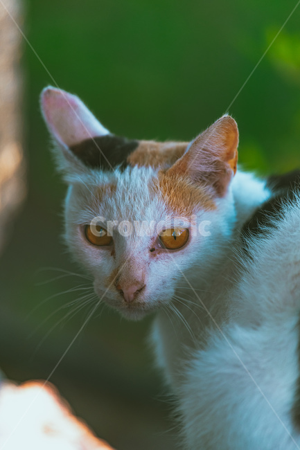 고양이,cat,들고양이,포유류,동물,동물,animal,포유류,mammal,고양이,cat,kitten,kitty