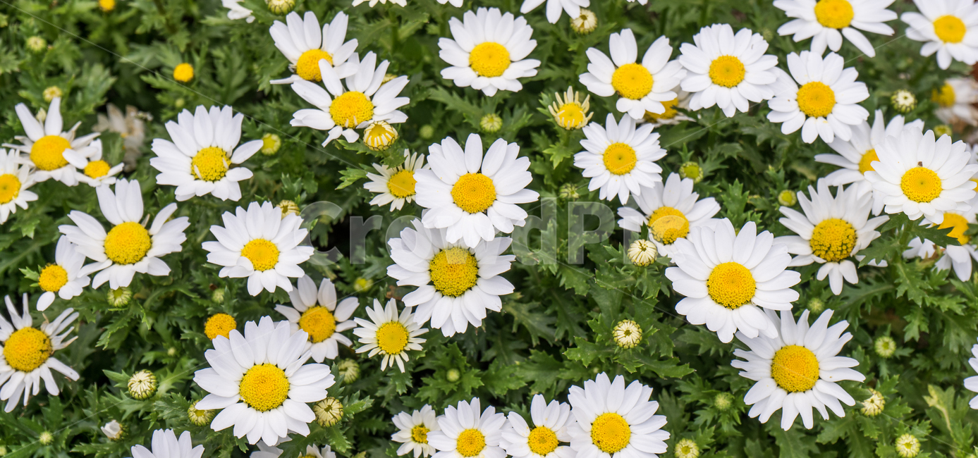 plant,daisy,식물,flower,daisies,데이지,blossom,꽃,식물,자연,plants,nature,꽃,flower