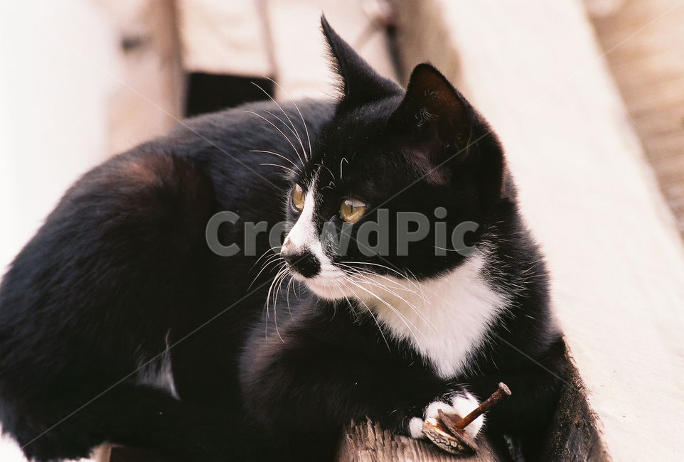 고양이,들고양이,길냥이,검은고양이,검은냥이,동물,animal,포유류,mammal,고양이,cat,kitten,kitty