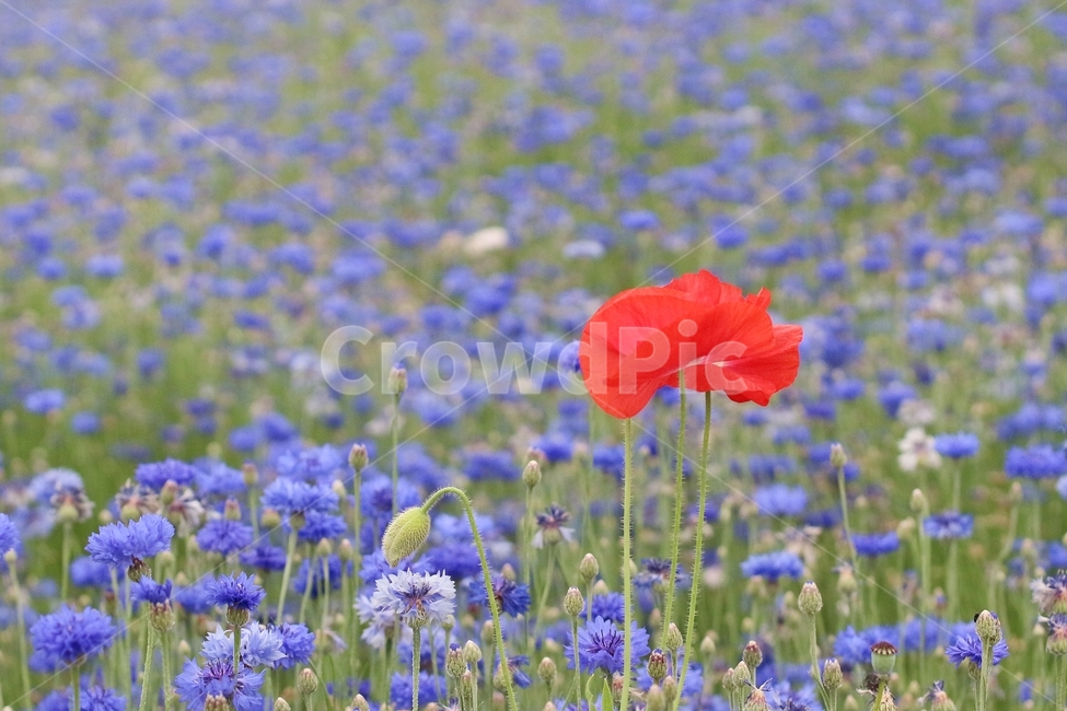수레국화,환벽당,한국풍경,양귀비,꽃,식물,자연,plants,nature,꽃,flower