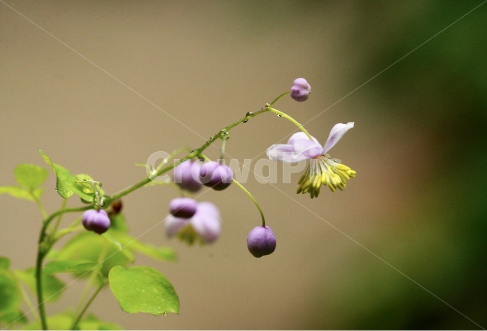 식물,자연,야생화,여름,꽃,flower,plants,nature,summer,식물,자연,plants,nature