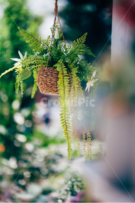 정원,소품화분,조화,고사리,가드닝,식물,자연,plants,nature,실내용화초,화분,화초,house plant