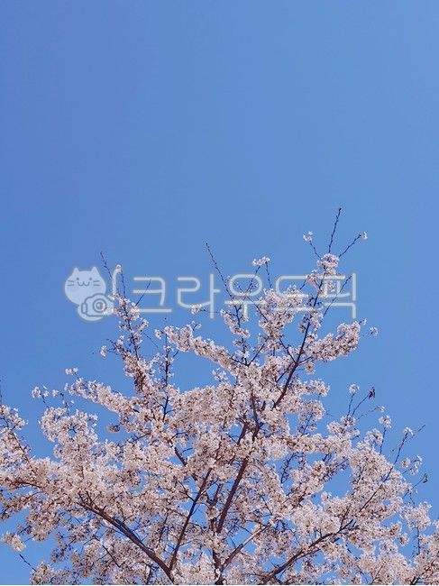 cherry blossom tree,spring flowers,blossom,spring picnic,pink flower,pink cherry blossoms,Cherry Blossom Spots