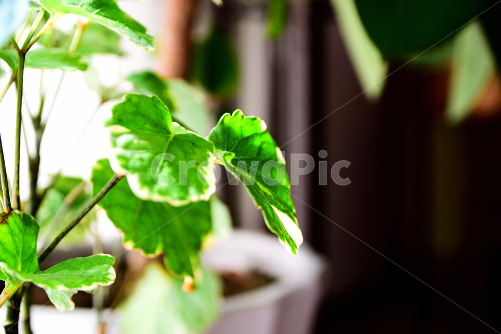 식물,빛,푸른,초록,태양,정원,밝음,식물,자연,plants,nature
