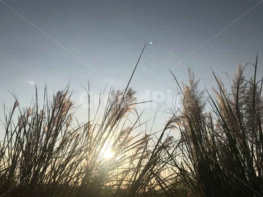 갈대,reed,억새,햇살,자연,nature