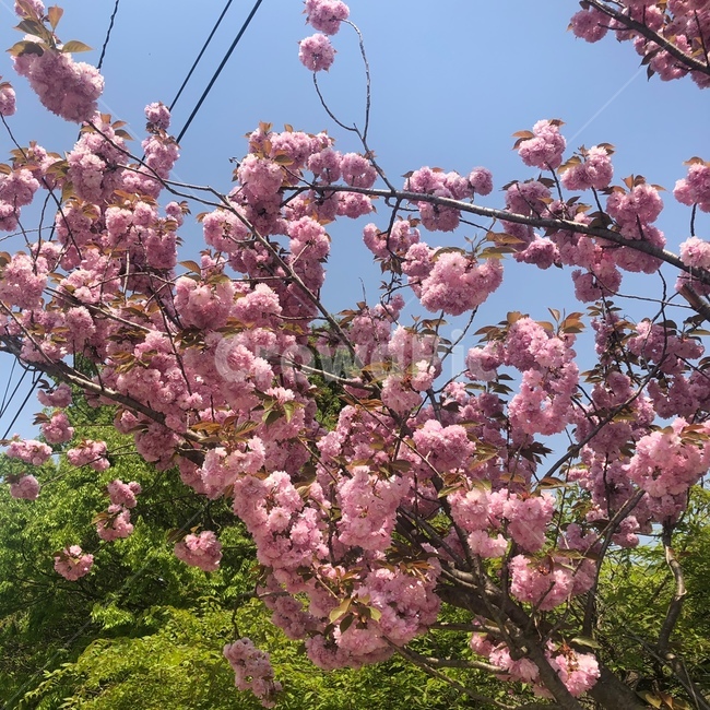 겹벚꽃,왕벚꽃,봄꽃,벚꽃나무,벚꽃,자연,하늘,나무,벚꽃길,꽃길,flower,사쿠라,분홍겹벚꽃,분홍꽃,문수사벚꽃,서산왕벚꽃