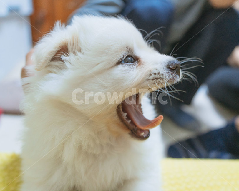 강아지,개,아기강아지,새끼,흰색,스피츠,동물,dog,puppy,털,장모종,하품,귀여운,혀,혓바닥,입벌린,멍멍이,졸린,얼굴,클로즈업,동물,animal,포유류,mammal,개,강아지,dog,doggy