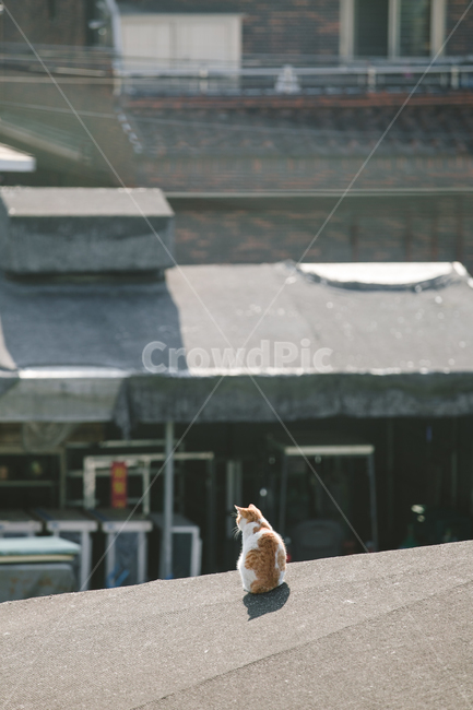 stray cat,cat,animal,back,cute