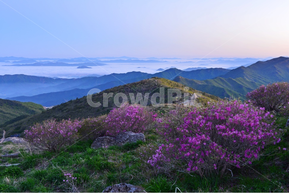 지리산,노고단,노고단일출,아침,여명,일출,해돋이,운해,노고단봄,mountainrange,산맥,mountain,산,nature,자연,outdoors,옥외,노고단철쭉,철쭉꽃,철쭉,자연,풍경,nature,landscape