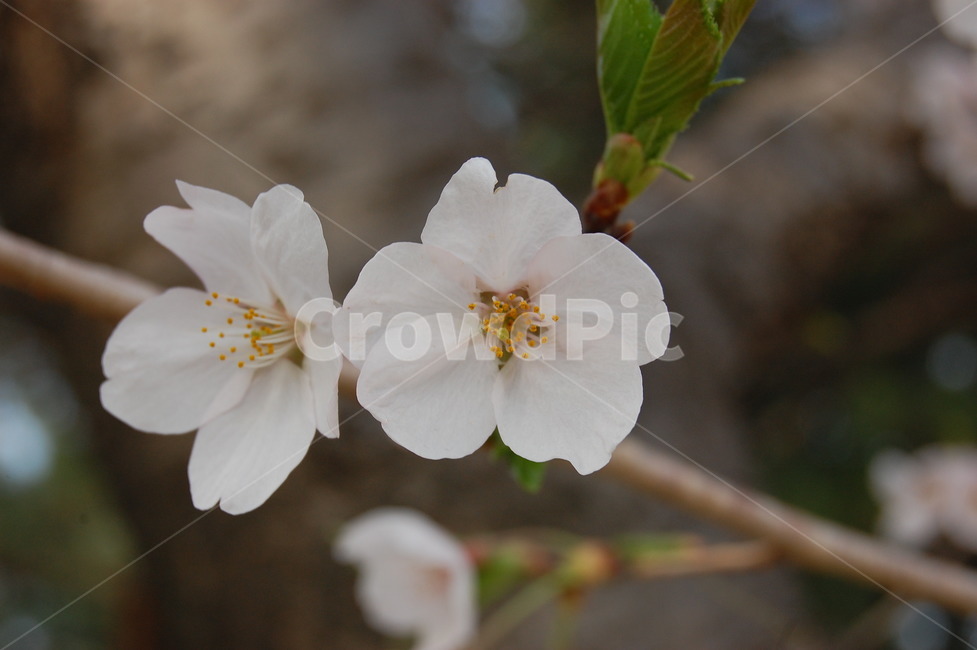 벚꽃,봄,분홍,꽃,spring,봄,계절,spring,season,꽃,flower,geranium,제라늄,blossom,plant,식물