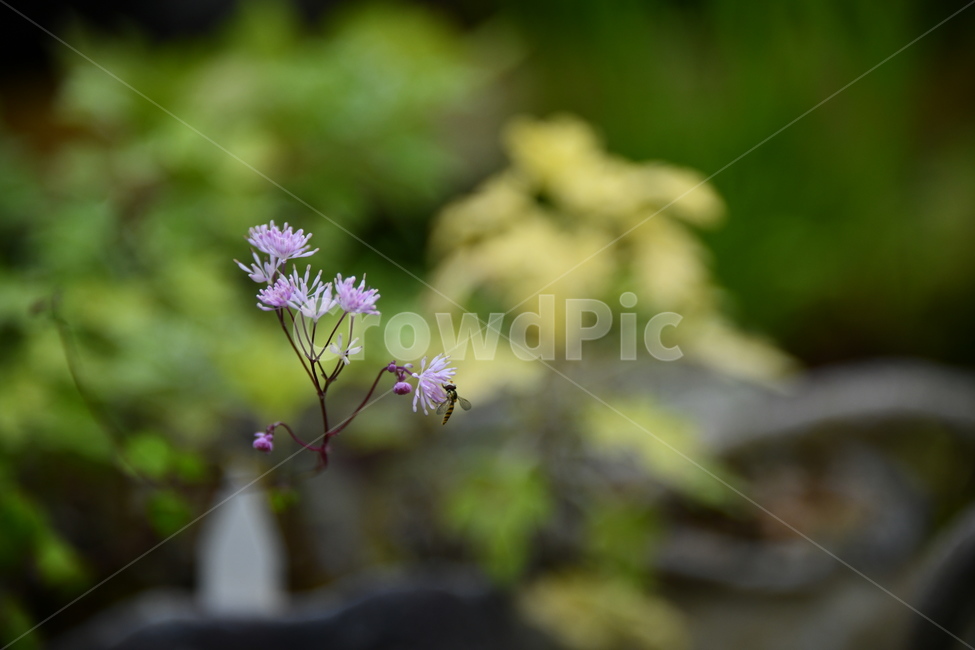 꽃,자연,식물,야생화,nature,flower,감성,feeling,배경,백그라운드,식물,자연,plants,nature,꽃,flower