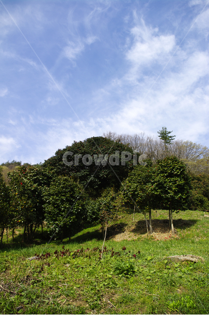 동백나무,동백꽃,꽃,flower,계절,봄,spring,숲,하늘,구름,자연,풍경,nature,landscape,grassland,목초지,field,들,outdoors,옥외