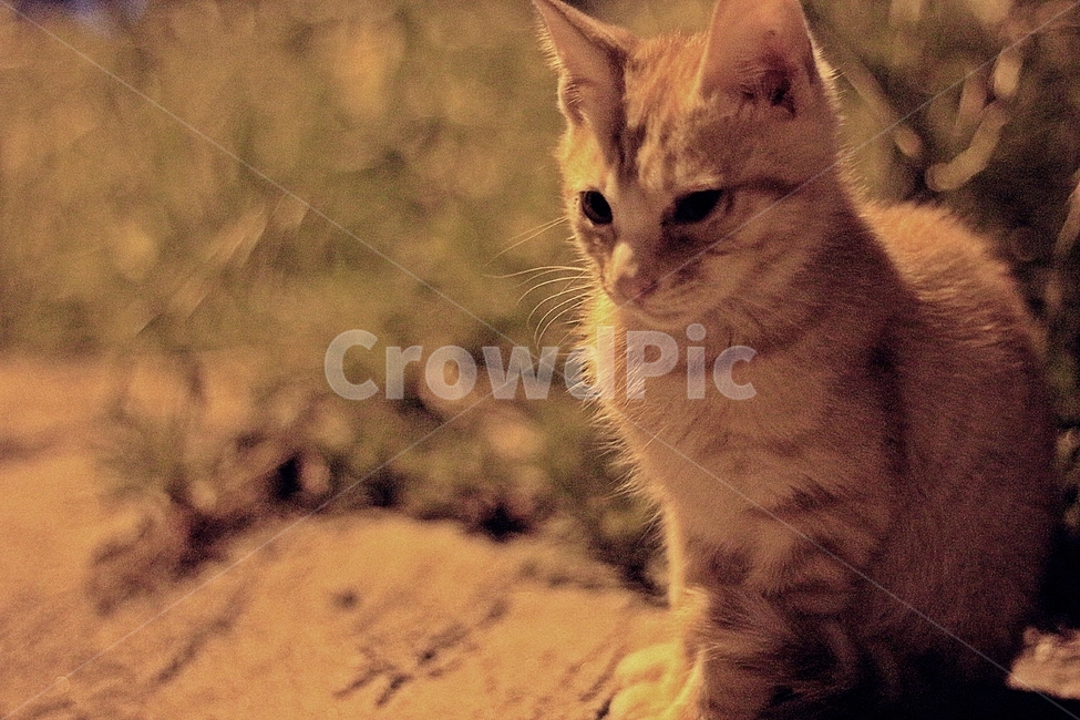 길냥이,야옹이,새끼고양이,길고양이,고양이,동물,animal,포유류,mammal,고양이,cat,kitten,kitty,감성,sensible,feeling