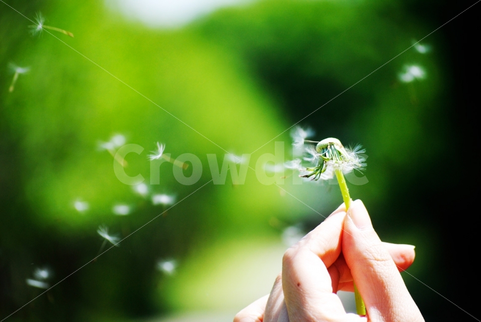 민들레,홀씨,스냅,바람,사람,봄,자연,손,추억,꽃,wind,memory,nature,spring,flower,plants,식물,휴식,힐링,rest,relaxation,healing,식물,자연,plants,nature,꽃,flower,사람,인물,인간,human,person,감성,sensible,feeling