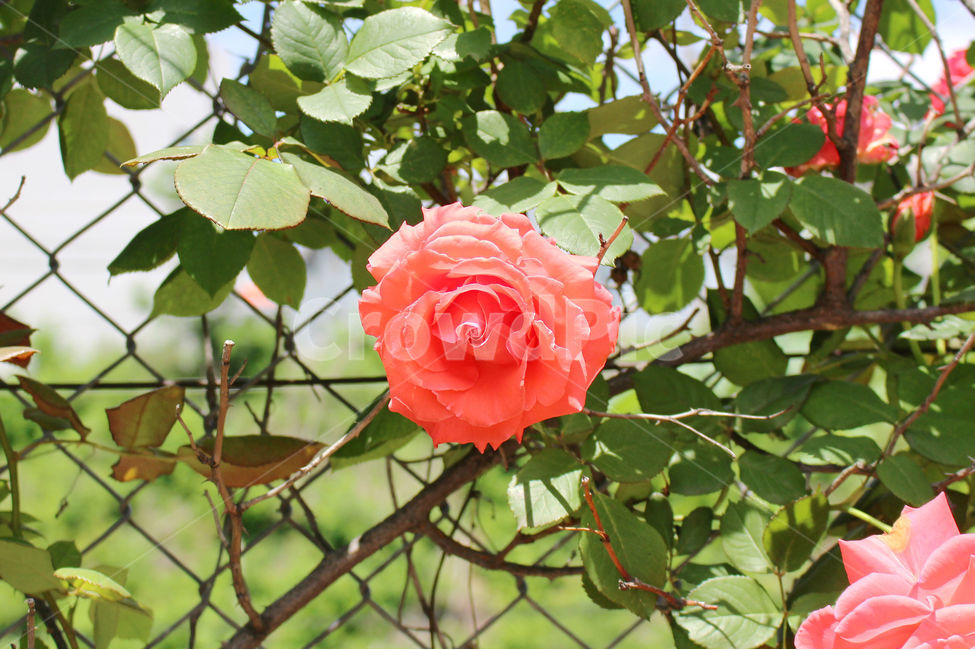 꽃,장미,감성사진,자연,풍경,풍경사진,flower,rose,여름,식물,자연,plants,nature,꽃,flower,색깔,색상,색채,색감,color sense,color sensitivity,feeling of color