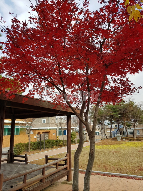 단풍,공원,주택가,가을,휴식,정자,한가로움,낙엽,fallfoliage,fall,residentialarea,rest,free,pavilion,fallenleaves,가을,계절,fall,autumn,season,tree,나무,plant,식물,maple,leaf,잎