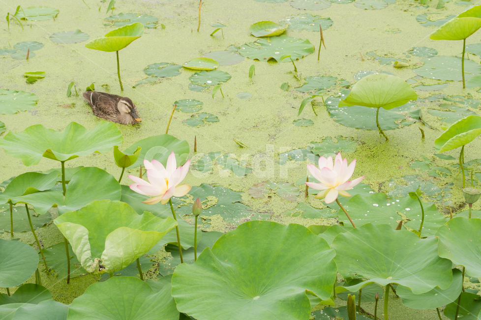 연꽃,lotus,연못,꽃,연잎,여름꽃,자연,flower,pond,안압지,연꽃단지,오리,청둥오리,식물,자연,plants,nature,꽃,flower